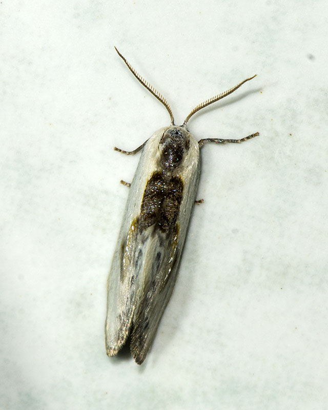 Cilix glaucata, Drepanidae